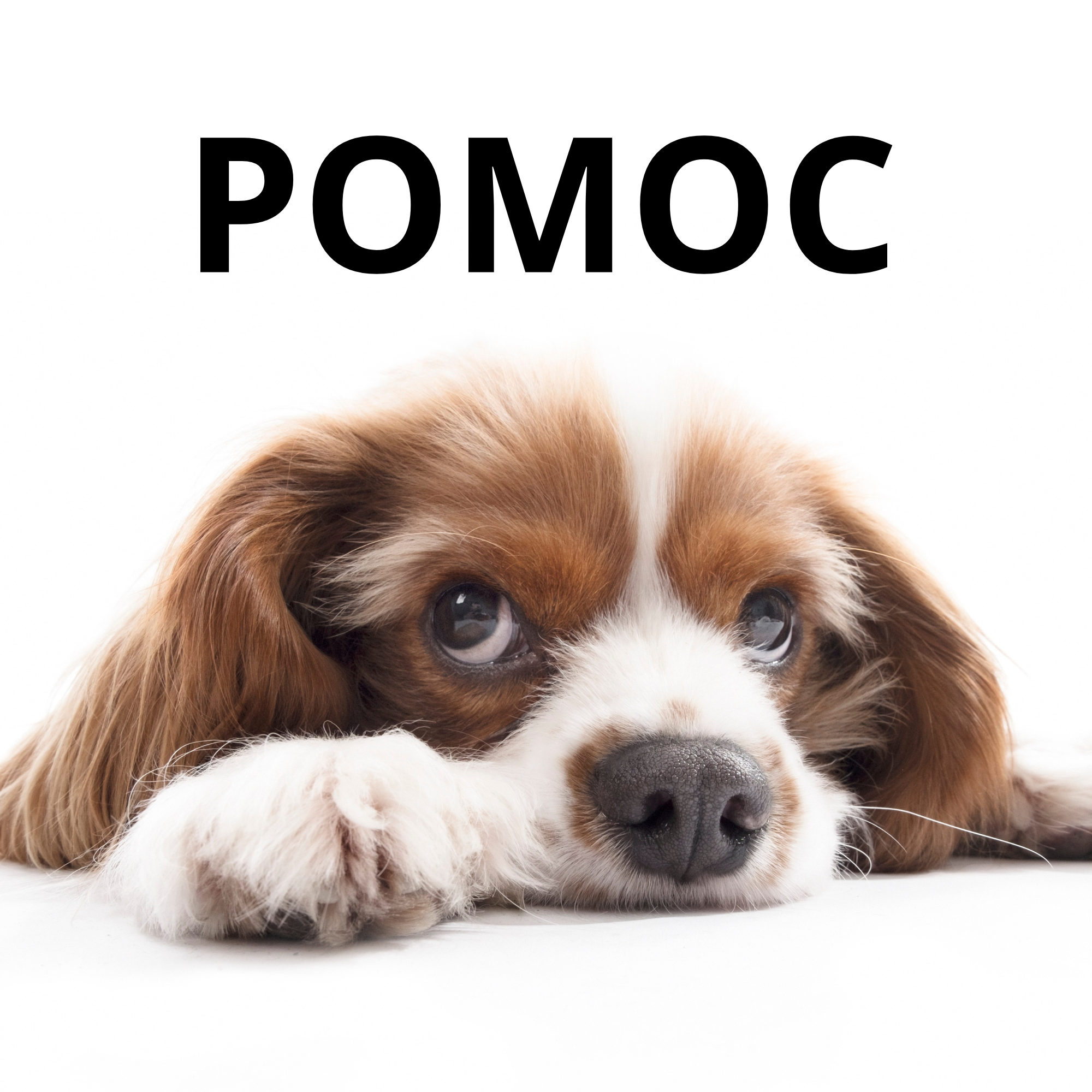 Nakŕm opustené bruška  - pomoc pre OZ 🐶 ❤️ 🐱